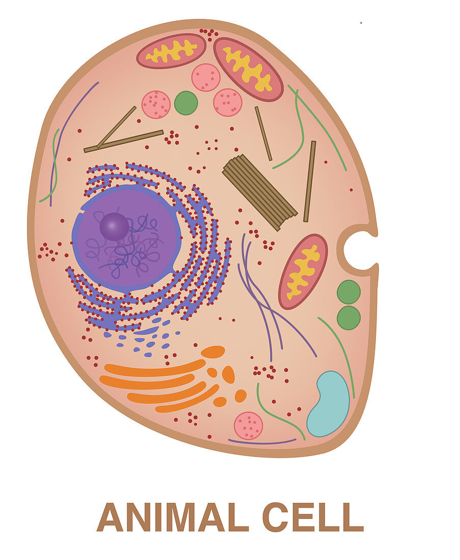 Animal Cell,Illustration,illustration