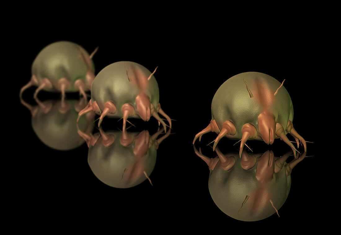 Dust Mites,Illustration