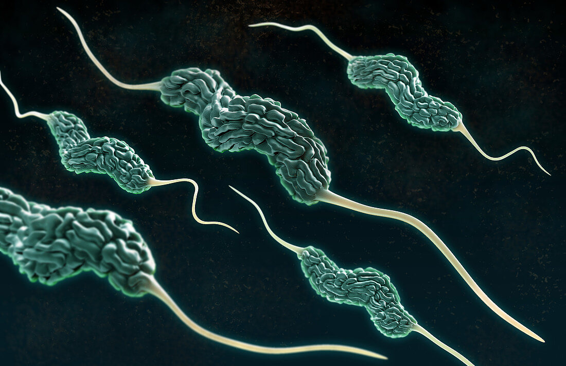 Campylobacter Bacteria,illustration