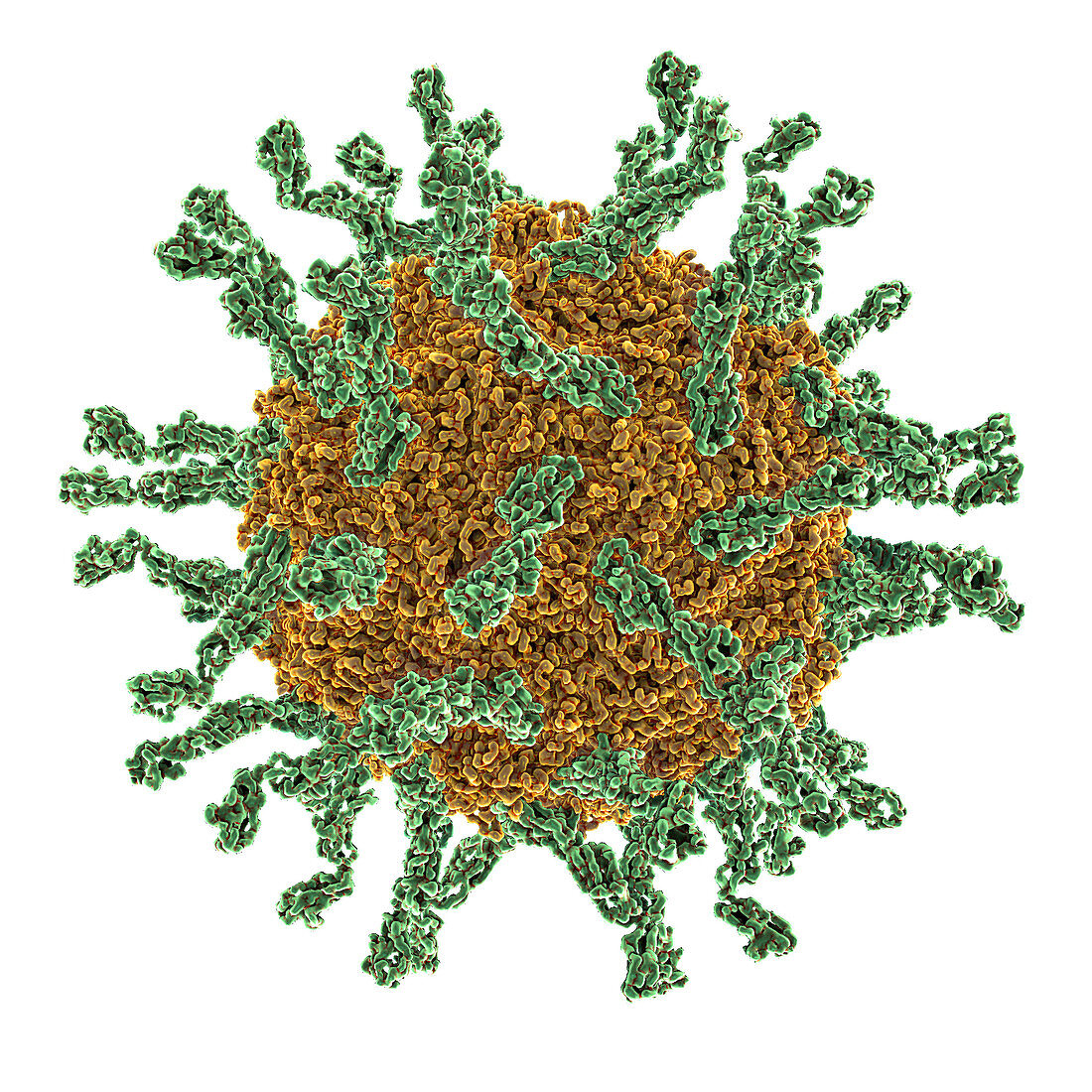 Poliovirus Type I,illustration
