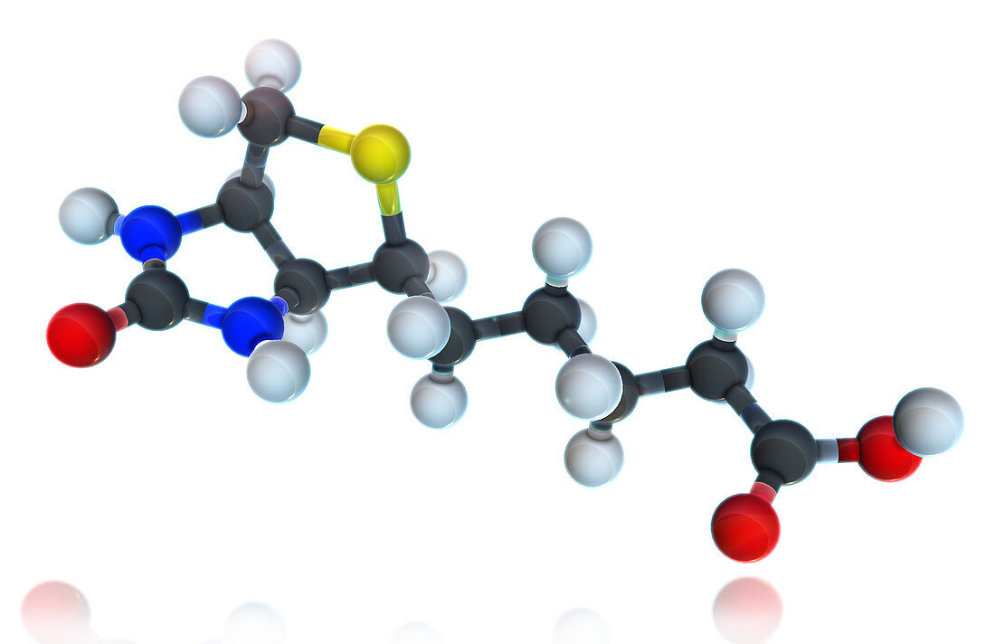 Vitamin B7,Molecular Model,illustration