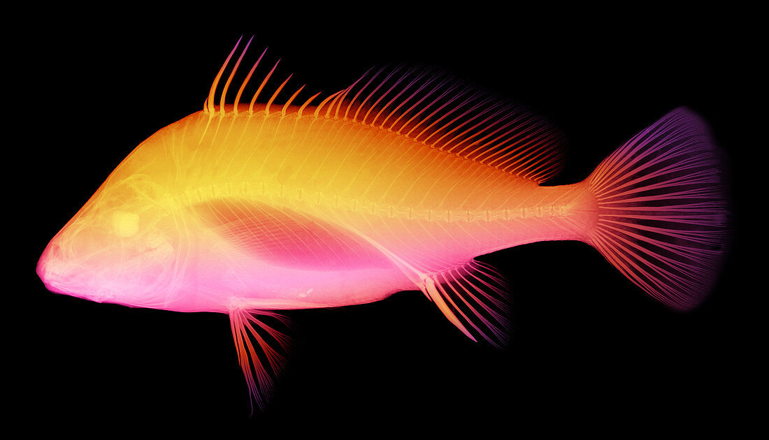 Freshwater Drum Fish,X-Ray