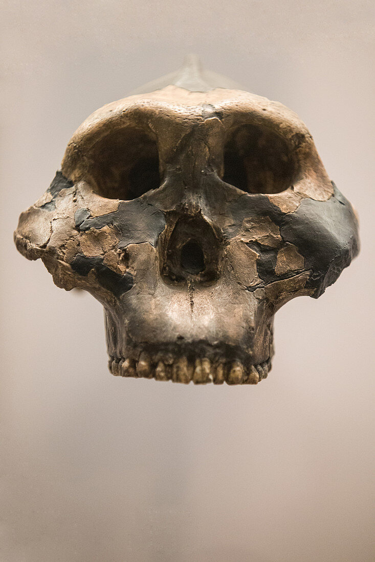 Paranthropus boisei Skull