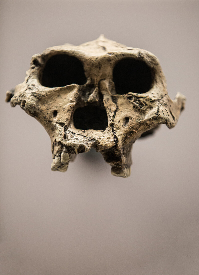 Paranthropus robustus Skull