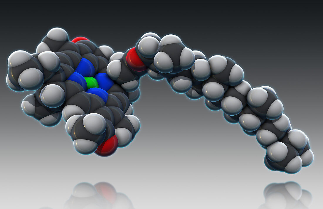 Chlorophyll molecule,illustration