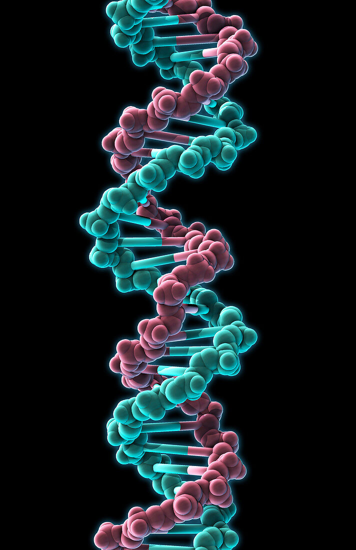 DNA,Molecular Model,illustration