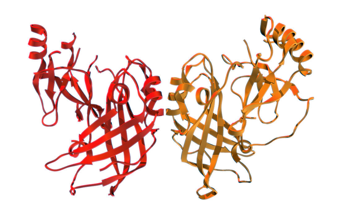 VP40,Molecular Model,illustration