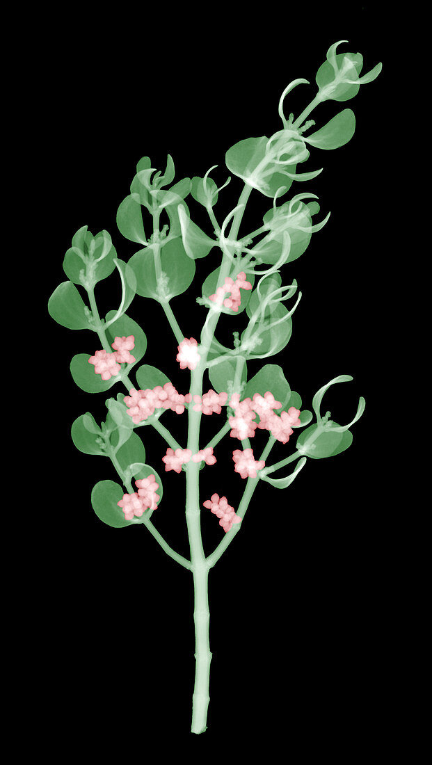 Pacific Mistletoe,Phoradendron villosum