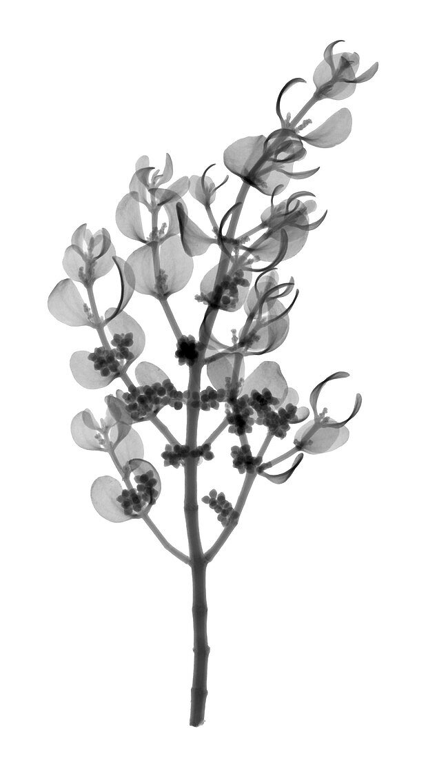 X-ray of Pacific Mistletoe