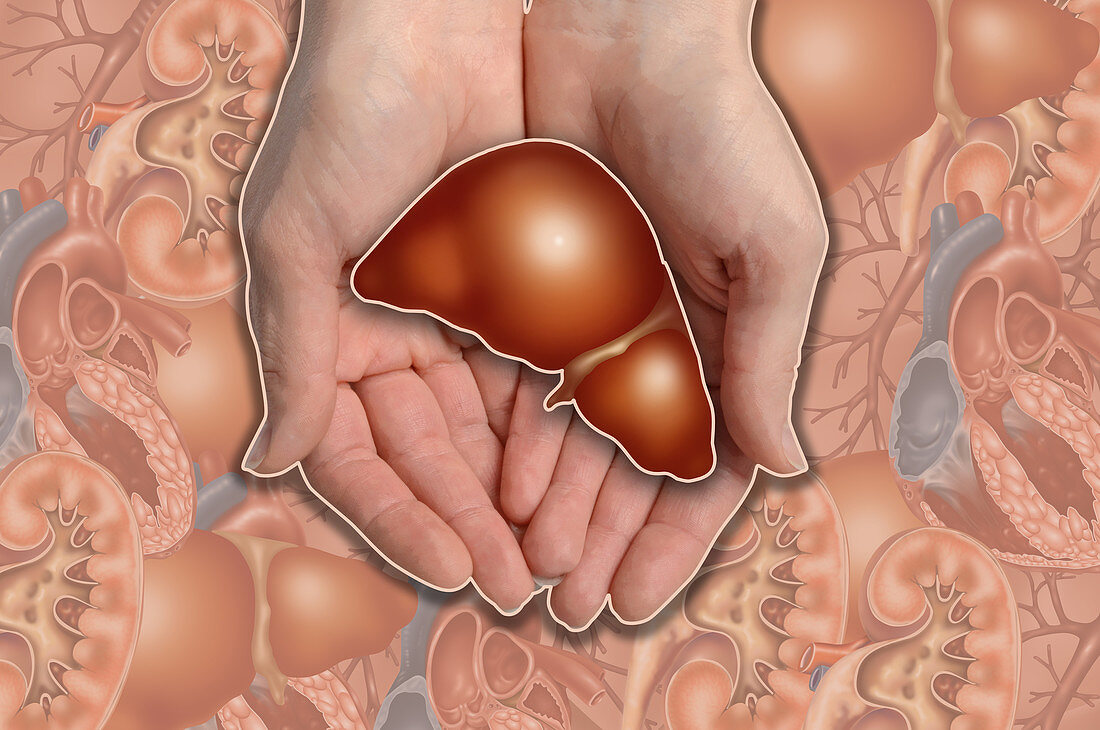 Hands Holding Liver,illustration