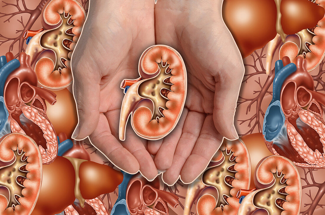 Hands Holding Kidney,illustration