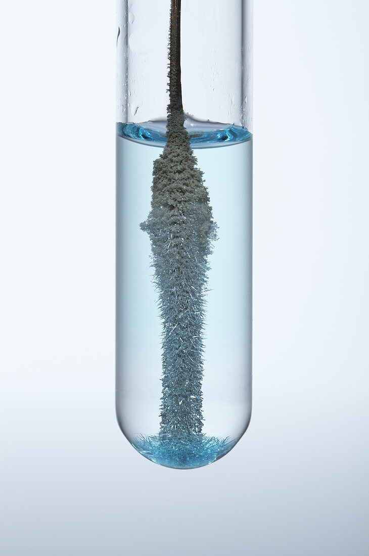 Copper Reacts with Silver Nitrate,4 of 6