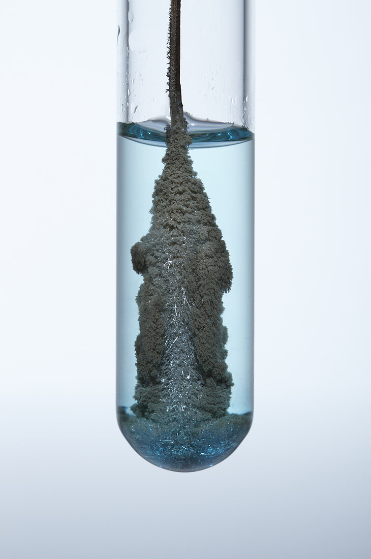 Copper Reacts with Silver Nitrate,6 of 6