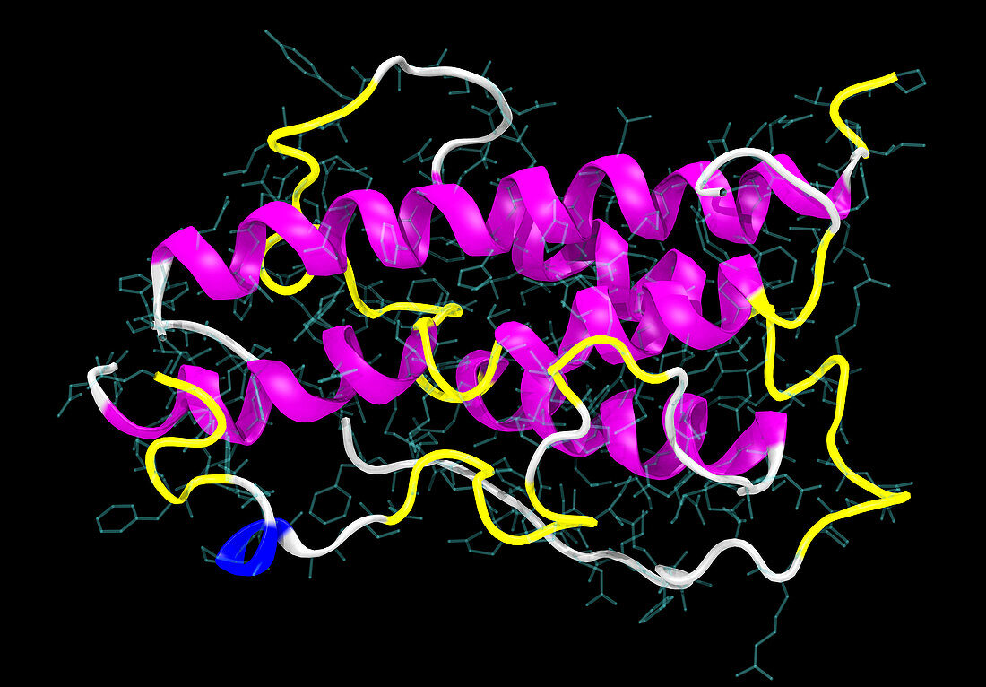 Human Growth Hormone,illustration