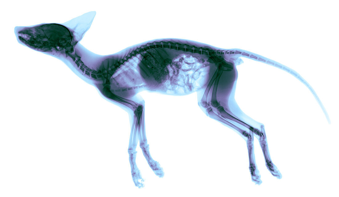 Red Fox,X-ray