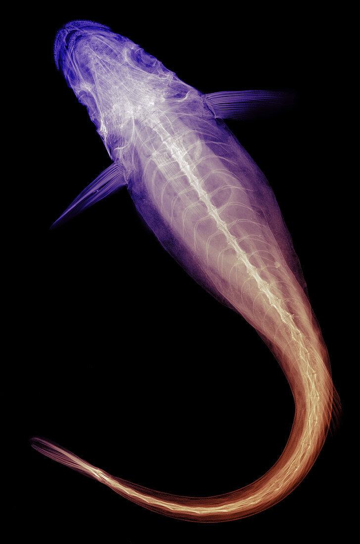 Remora Fish,X-ray