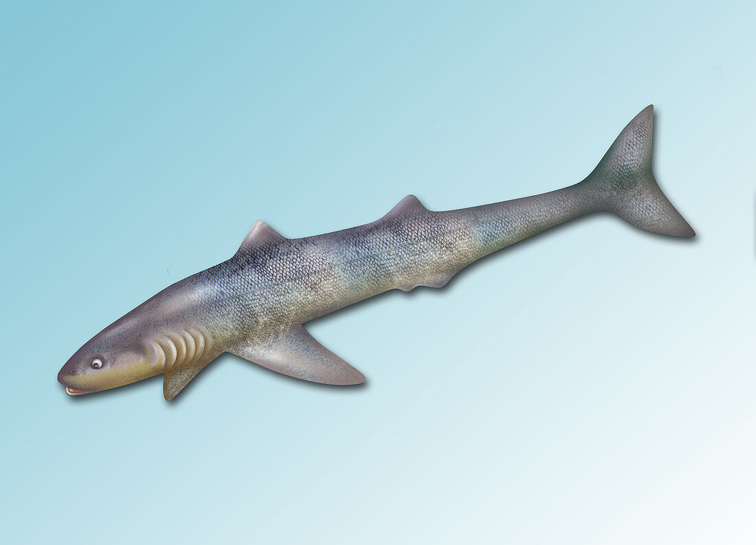 Cladoselache,Extinct Shark,illustration