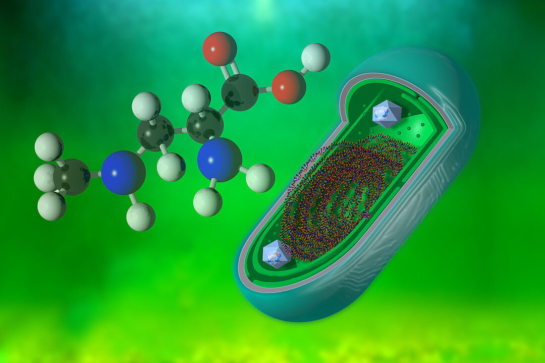 Cyanobacteria,Illustration,illustration