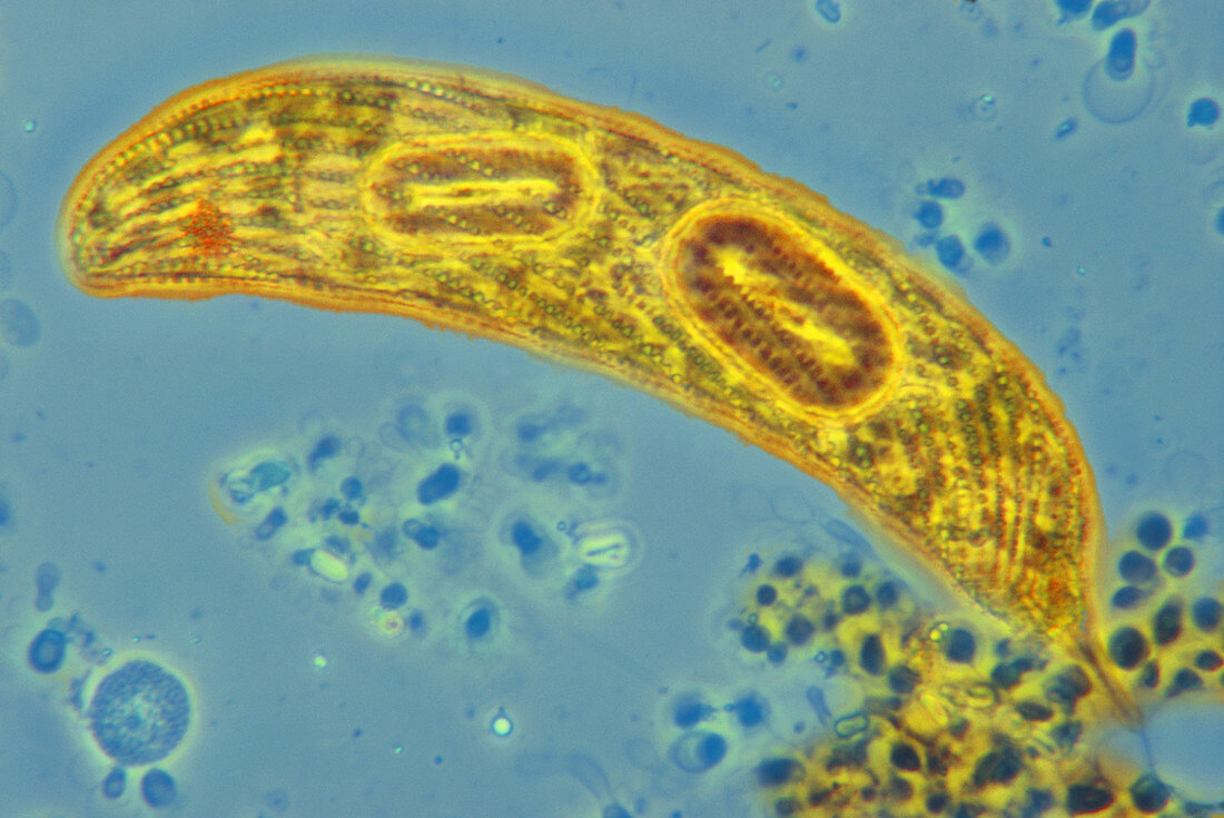 Euglena spirogyra var. fusca,LM