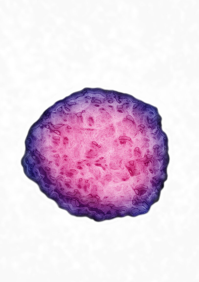 Flavivirus