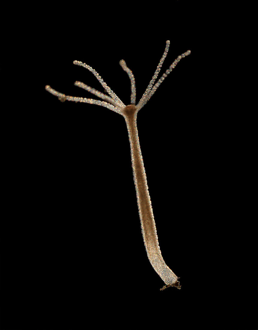 Brown Hydra (Hydra oligactis)