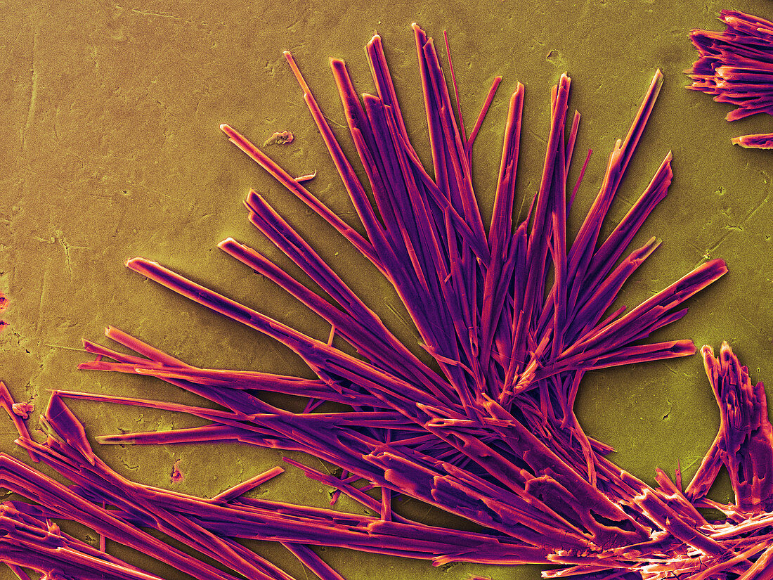 Caffeine Crystals,SEM