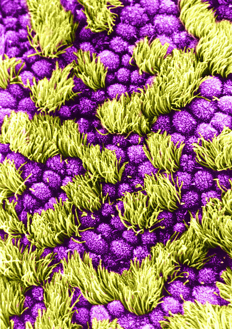 Cilia in the Oviduct,SEM