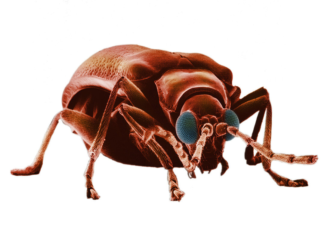 Drugstore Beetle,SEM