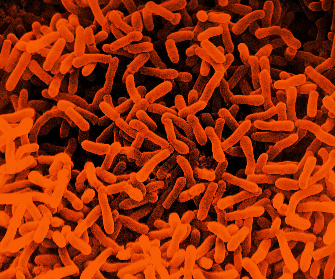E. Coli Bacteria,SEM