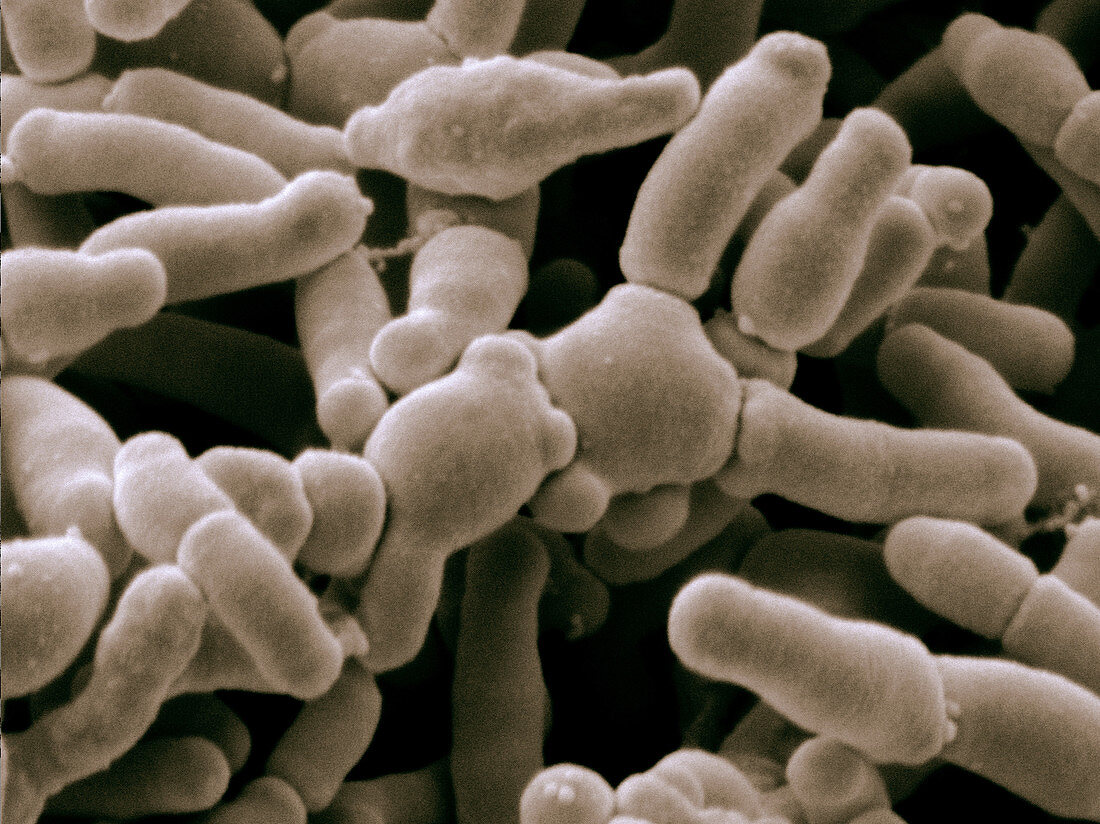 Bifidobacterium Breve Bacteria,SEM