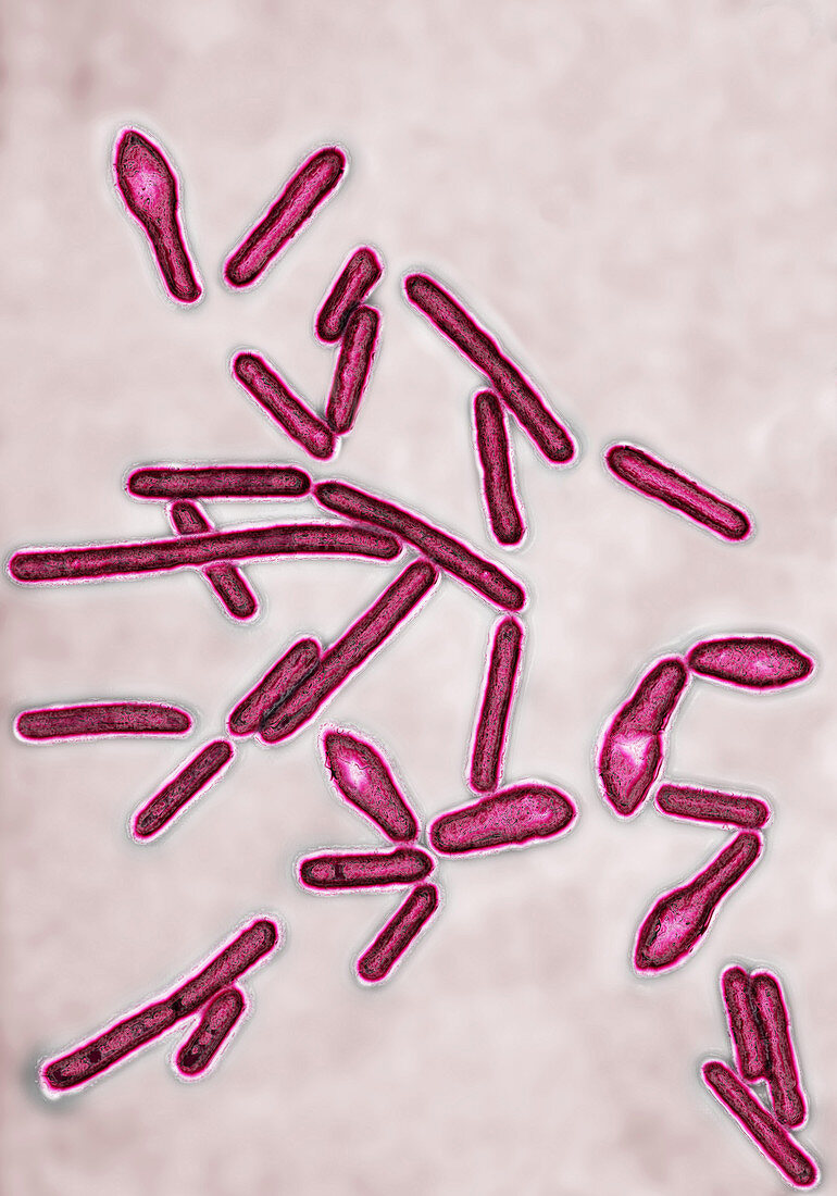Botulism bacillus