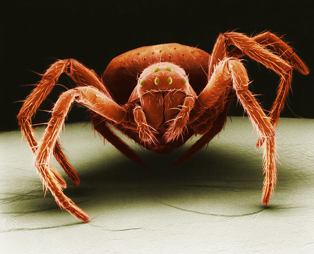 White-eyed Spider,SEM