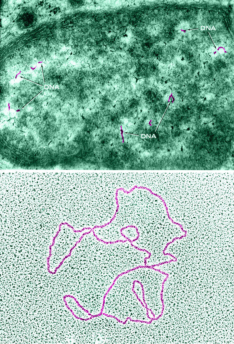 Mitochondria with DNA,TEM