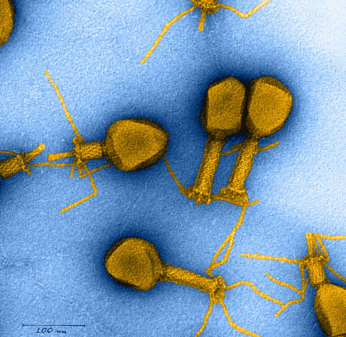 Enterobacteria phage T4