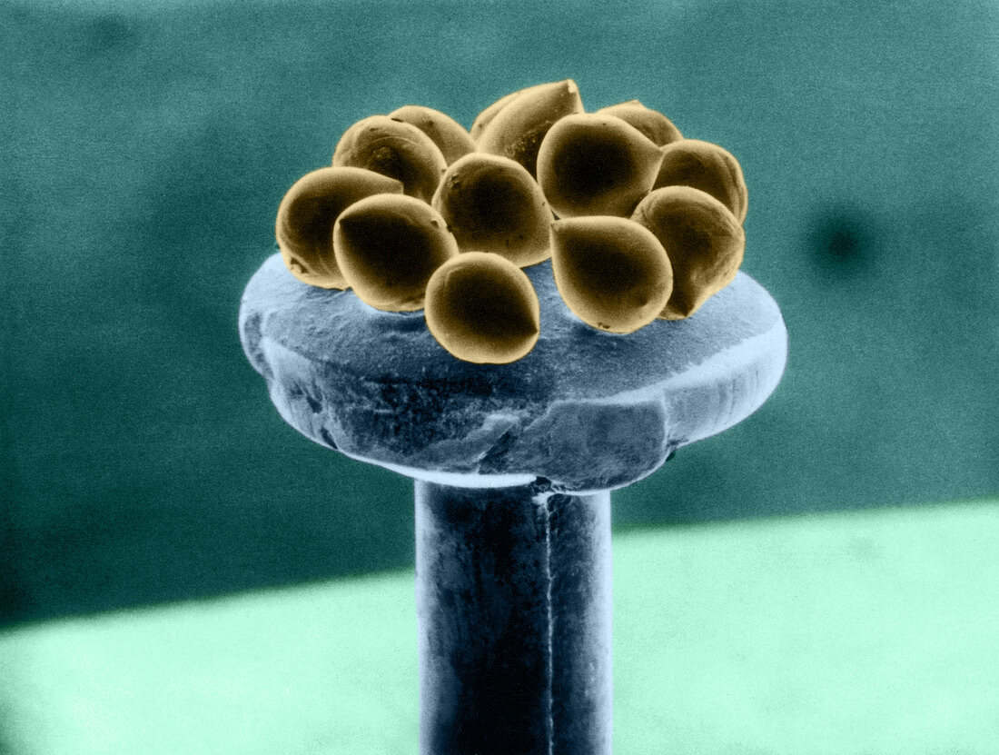Silicon Beads,Head of Pin,SEM