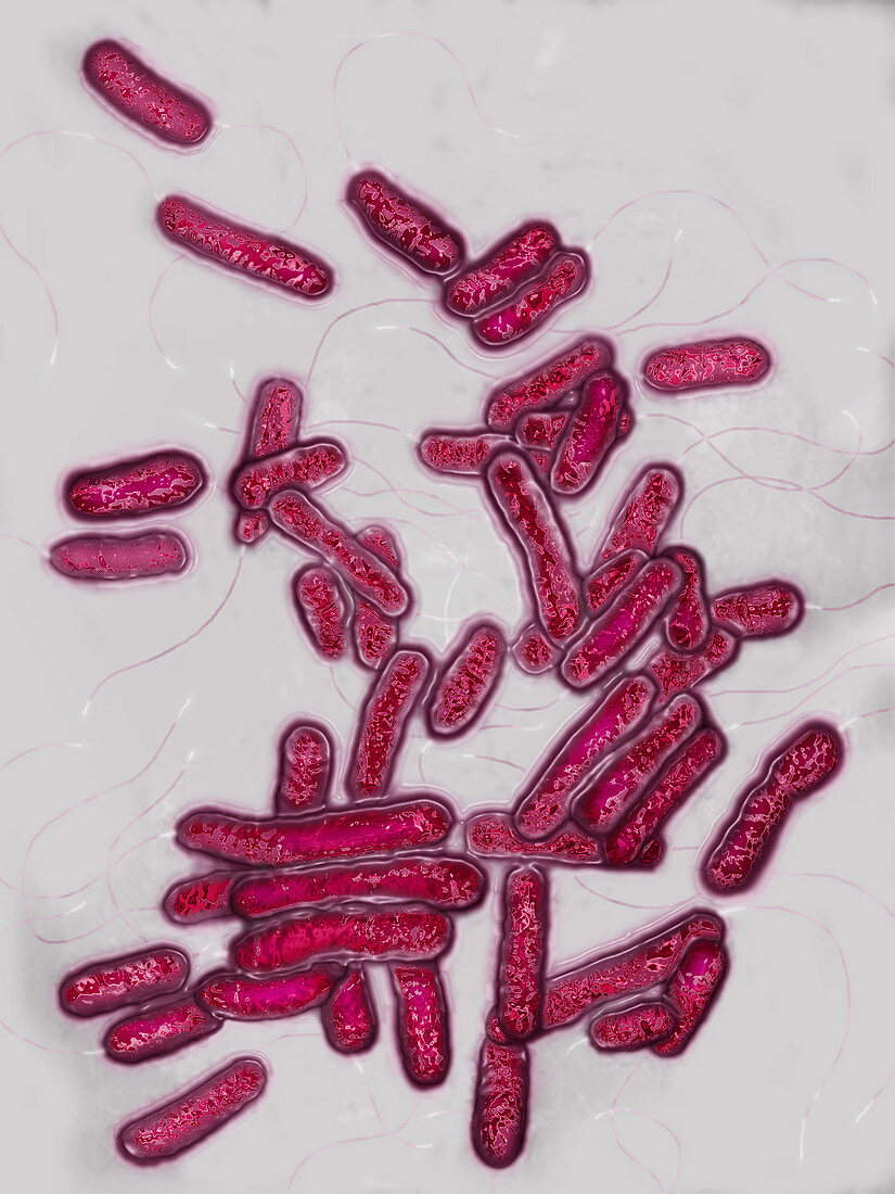 Legionella pneumophila bacteria,LM