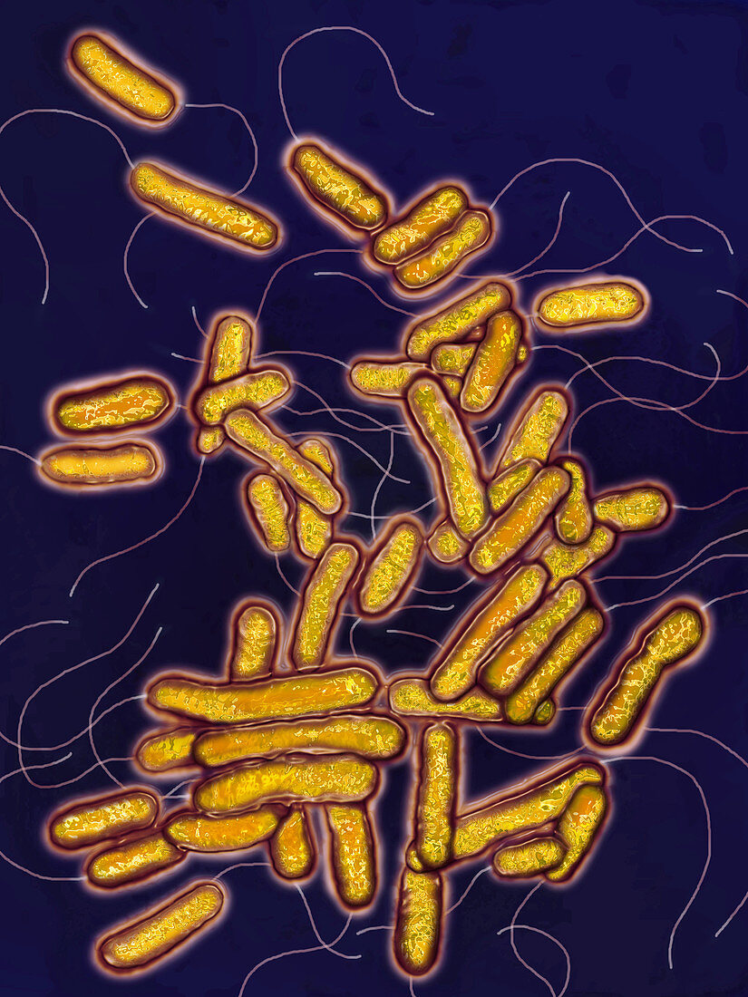Legionella pneumophila bacteria,LM
