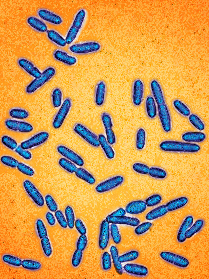 Listeria monocytogenes bacteria,LM