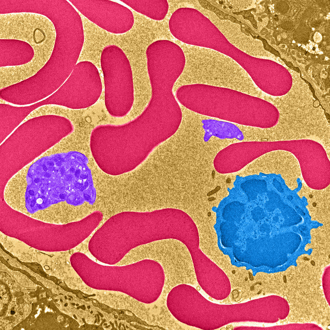 Erythrocytes,Platelet and Lymphocyte