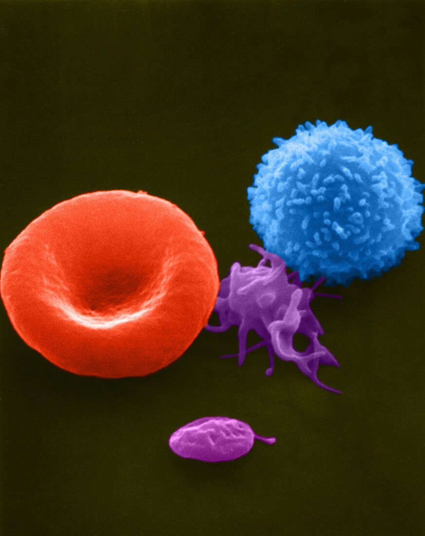 Erythrocytes,Platelet and Lymphocyte