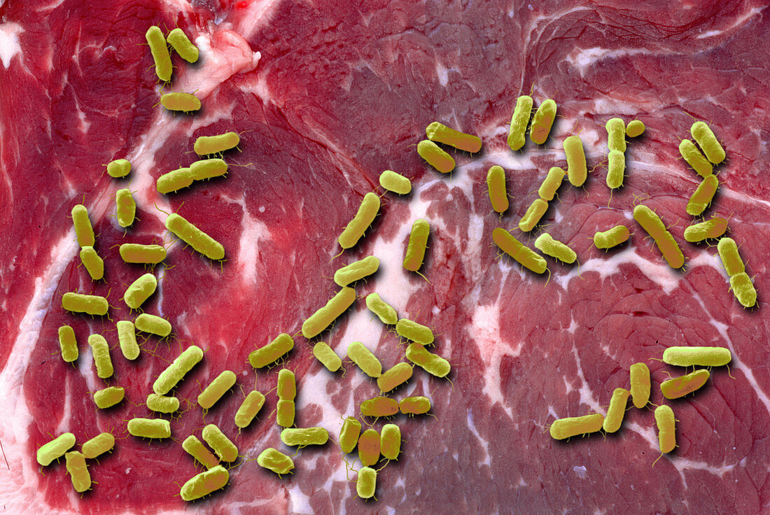 Beef Contaminated with E. coli
