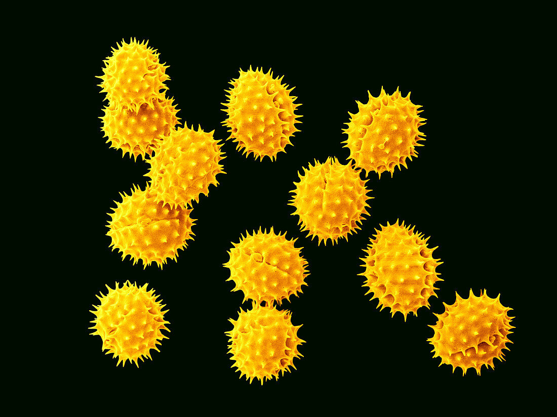 Marigold (Tagetes erecta) Pollen,SEM