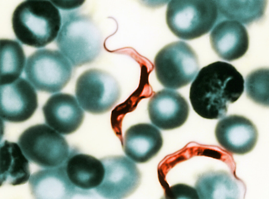 Trypanosoma lewisis