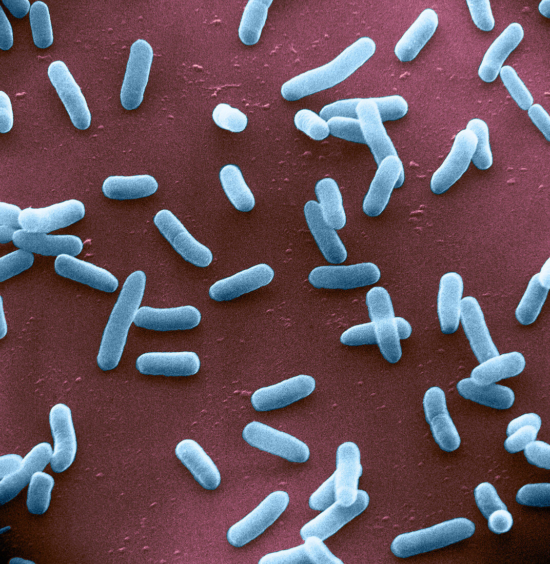 E. coli Bacteria,SEM