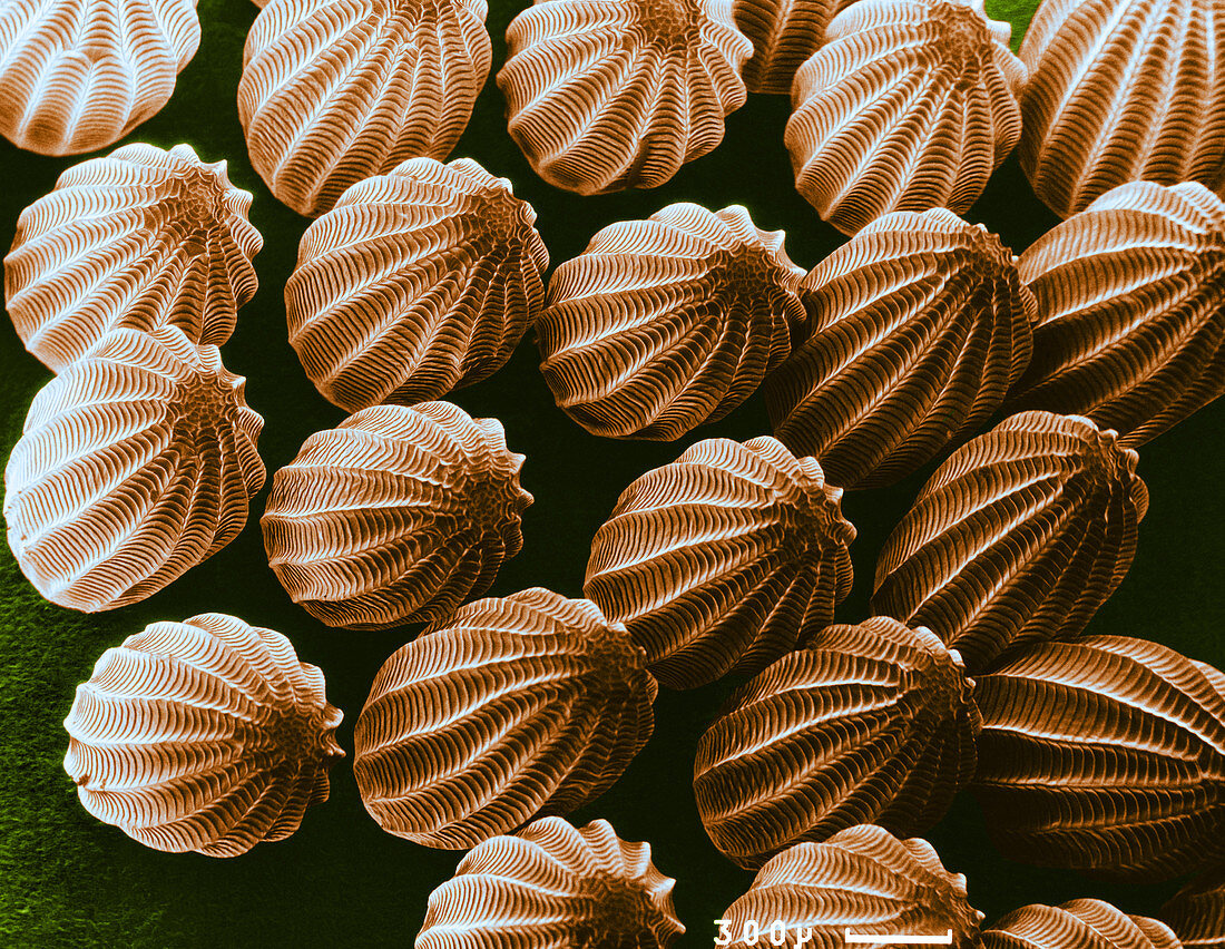 Butterfly Eggs,SEM