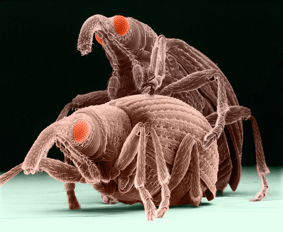 Snout Beetles,SEM