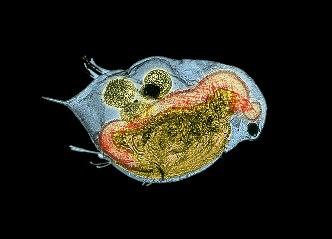 Daphnia