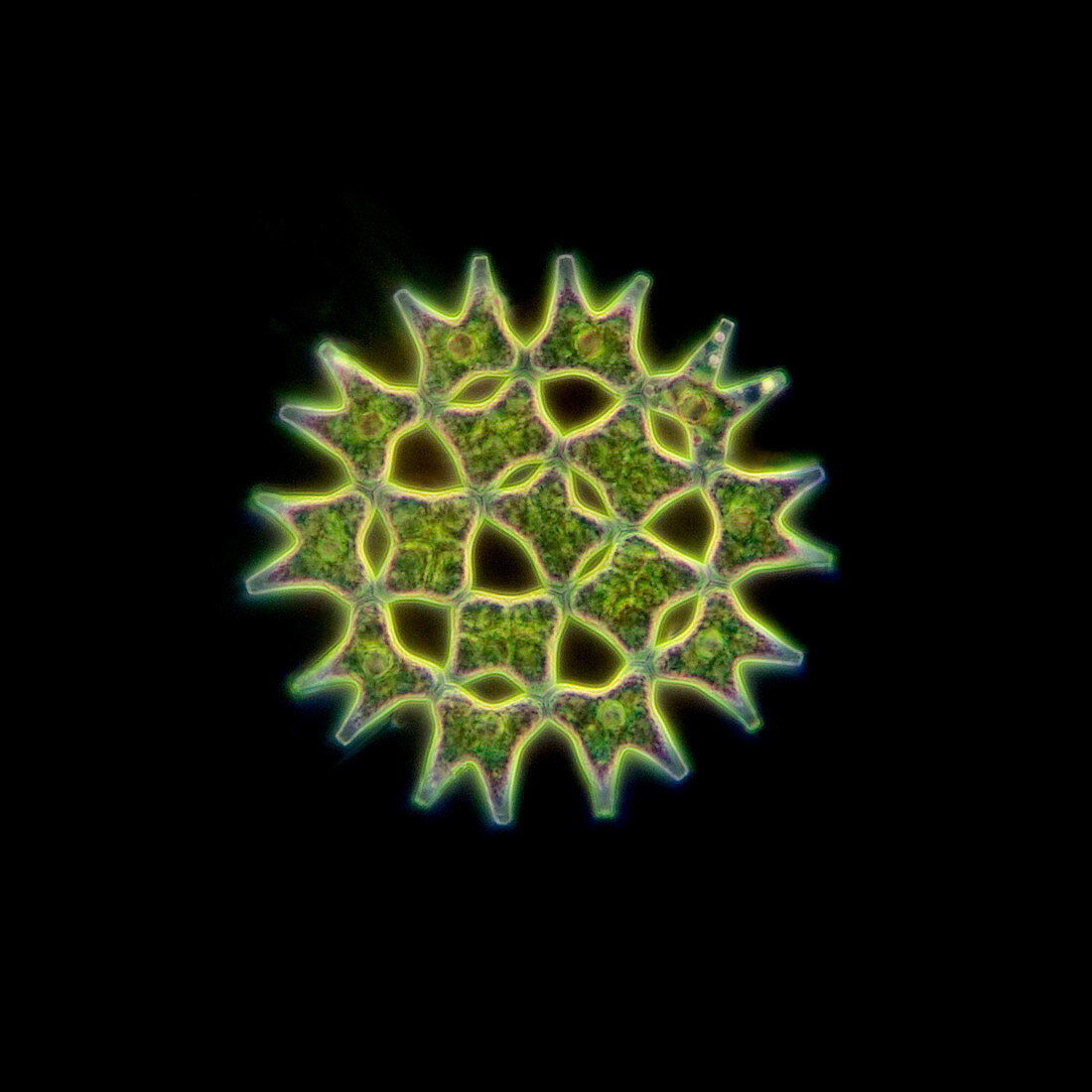 Pediastrum algae