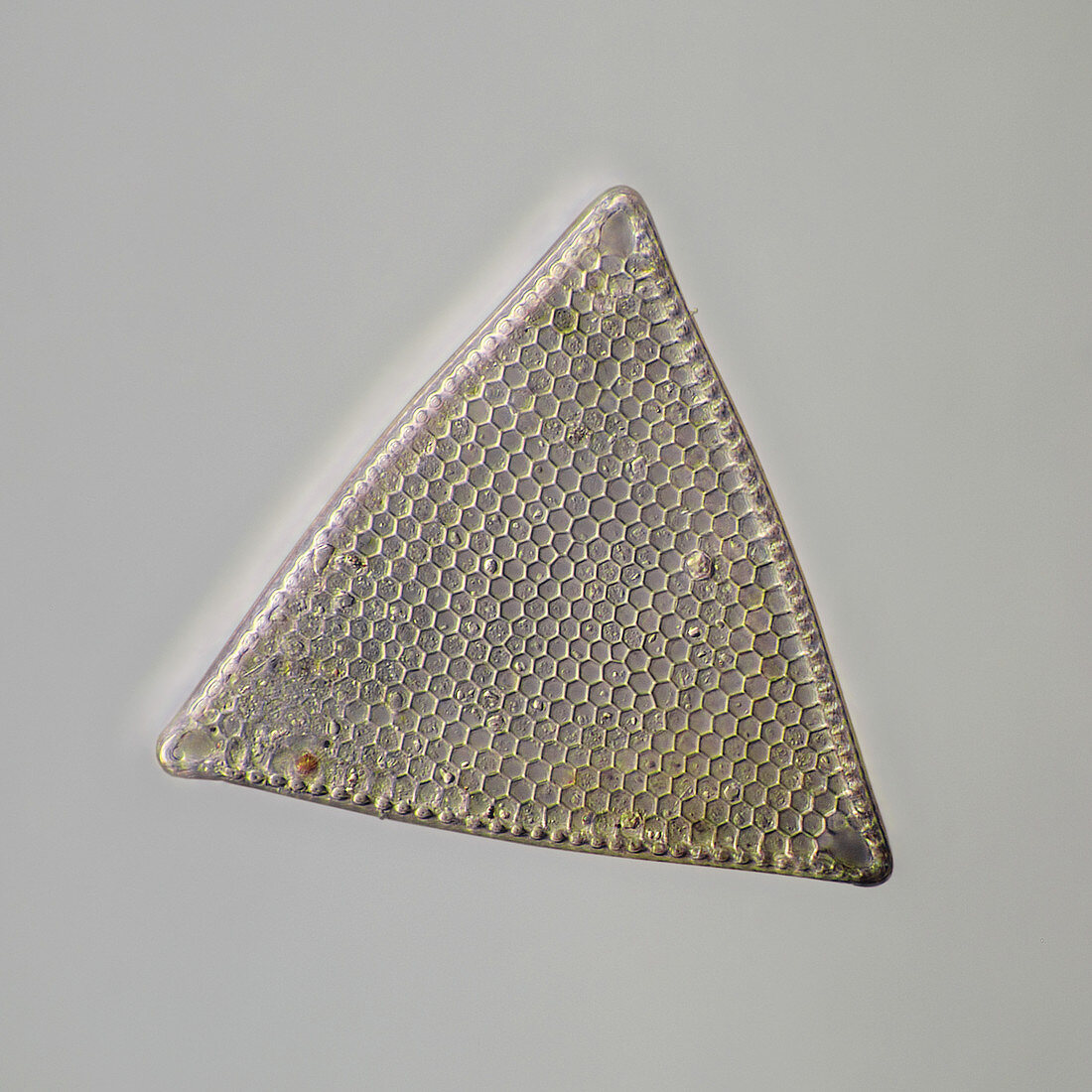 Triceratium Diatom