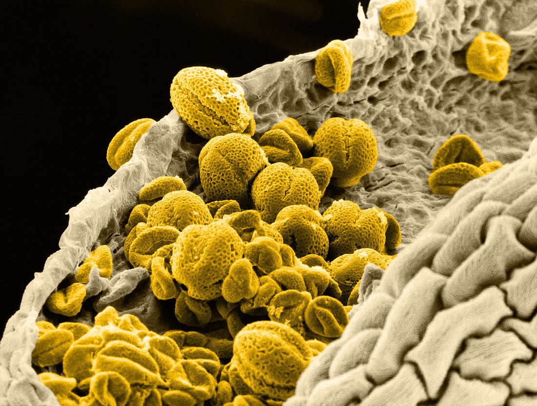 Aubrietia with Pollen Grains,SEM